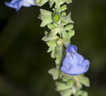 Azure blue sage